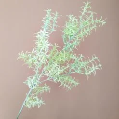 Cành Hương Thảo