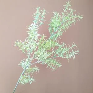 Cành Hương Thảo